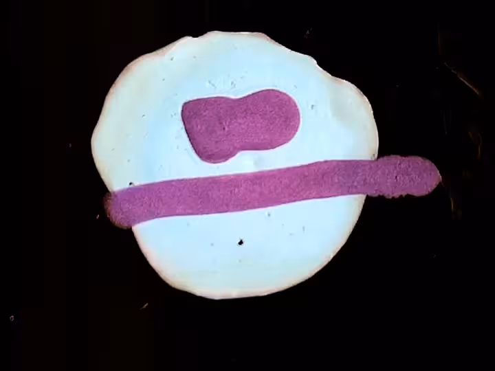 inscription c31a060d5c5c95643cc2a0dbeca45eb89efd1f676442f80231410affb694e2a6i7